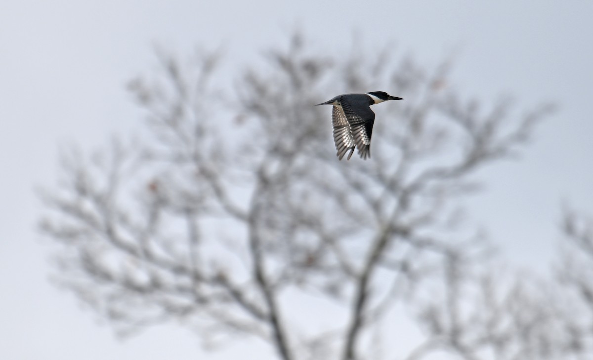 Martin-pêcheur d'Amérique - ML646755751
