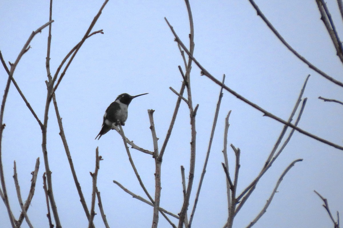 hvitbukkolibri - ML646755752