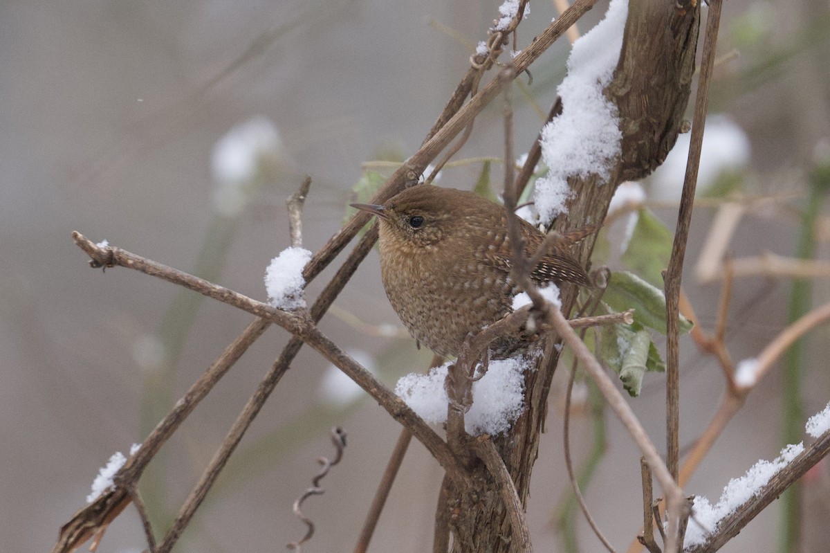 Winter Wren - ML646755753