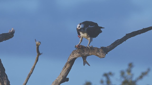 Osprey - ML646755754