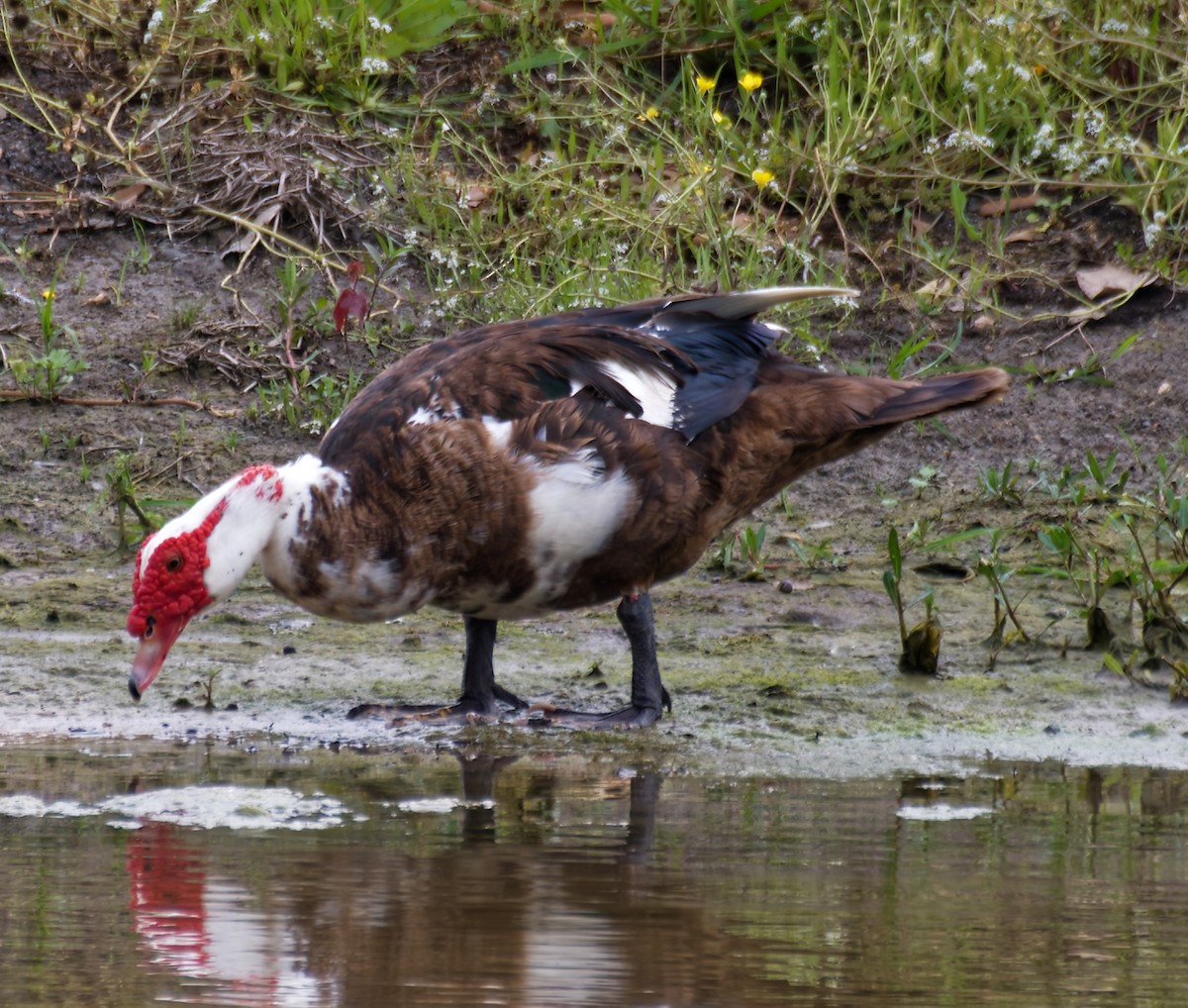 ノバリケン（家畜） - ML646755764