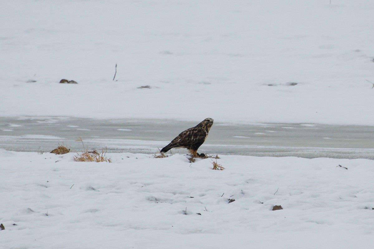 Зимняк - ML646755765