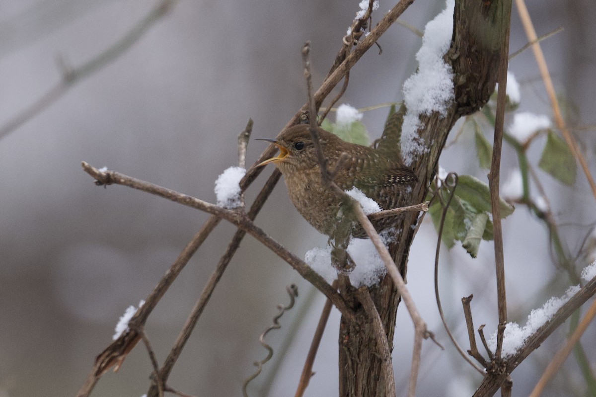 Winter Wren - ML646755766