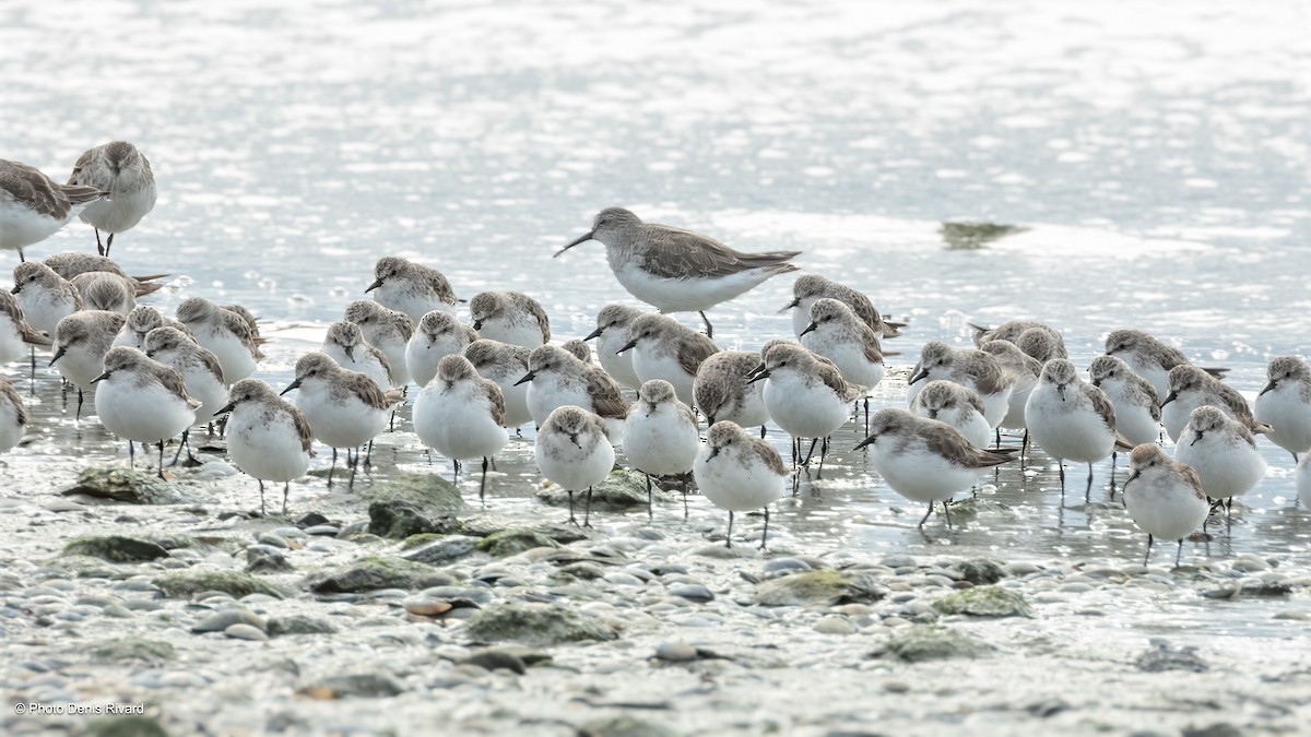 Red-necked Stint - ML646755767