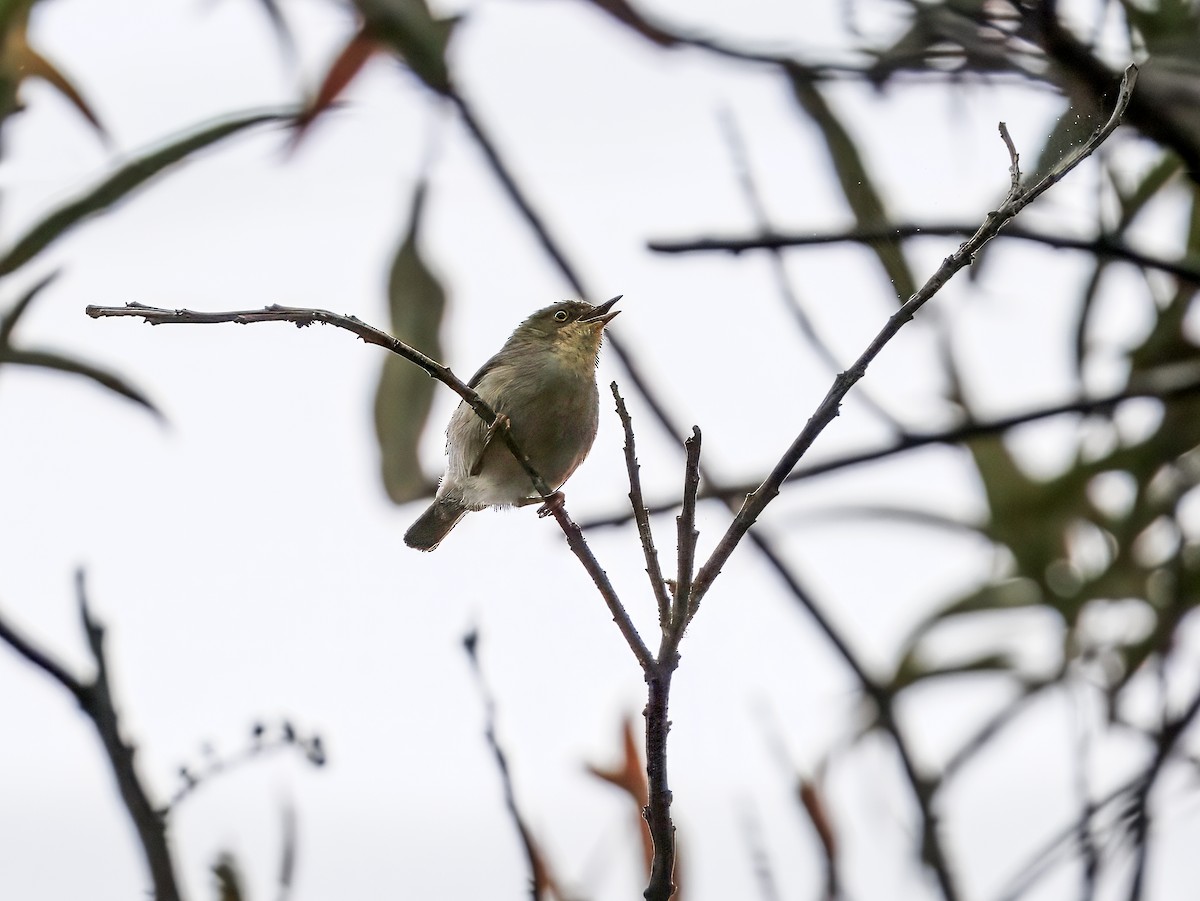 Green Jery - ML646755770