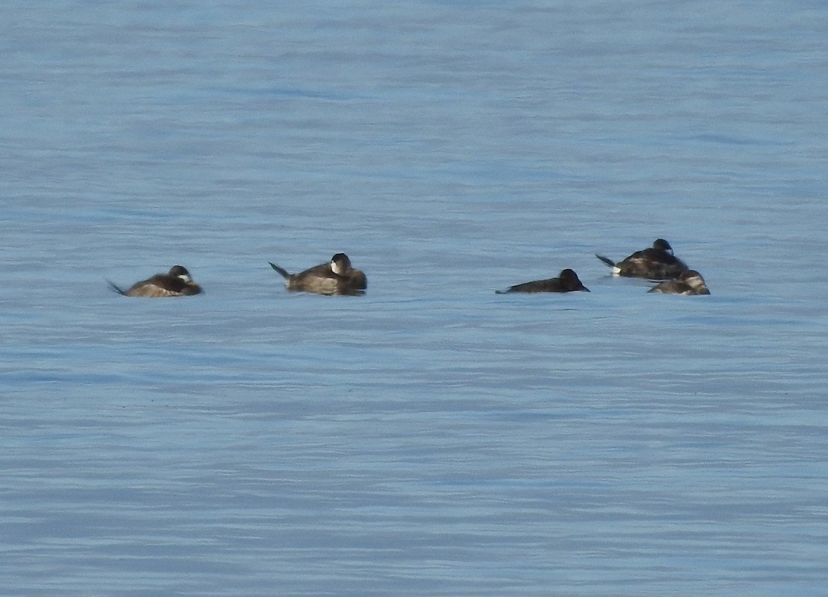 צחראש אדמוני - ML646755772