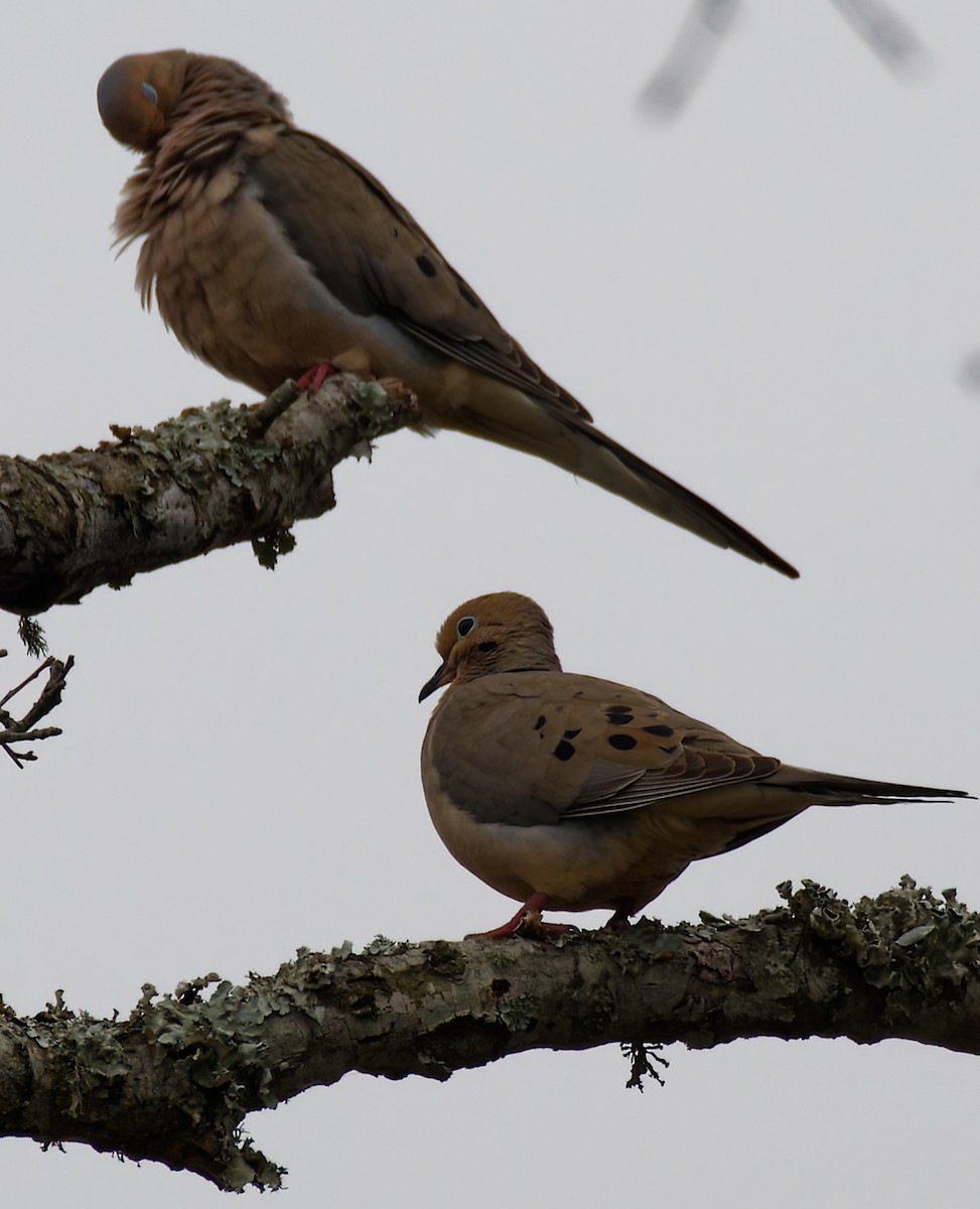 ナゲキバト - ML646755773