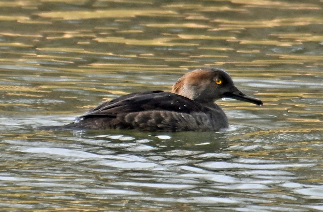 Harle couronné - ML646755774