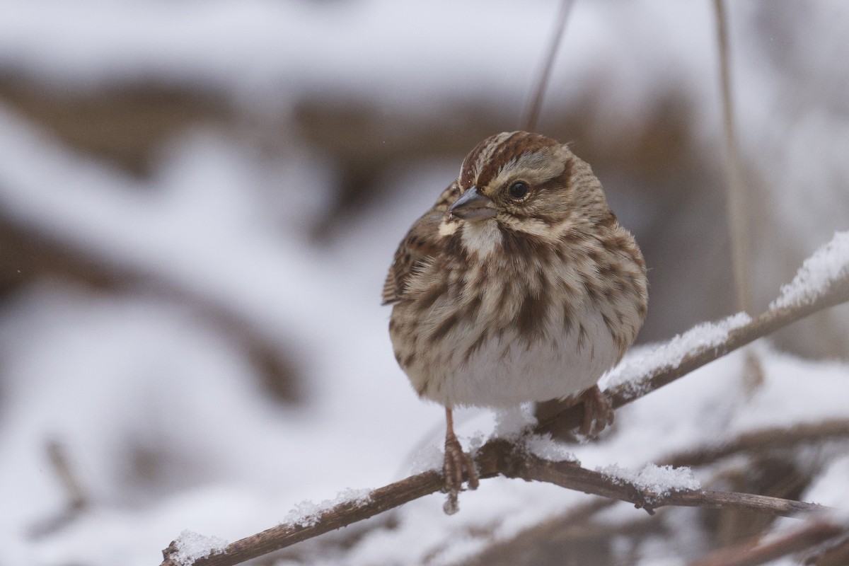Song Sparrow - ML646755782