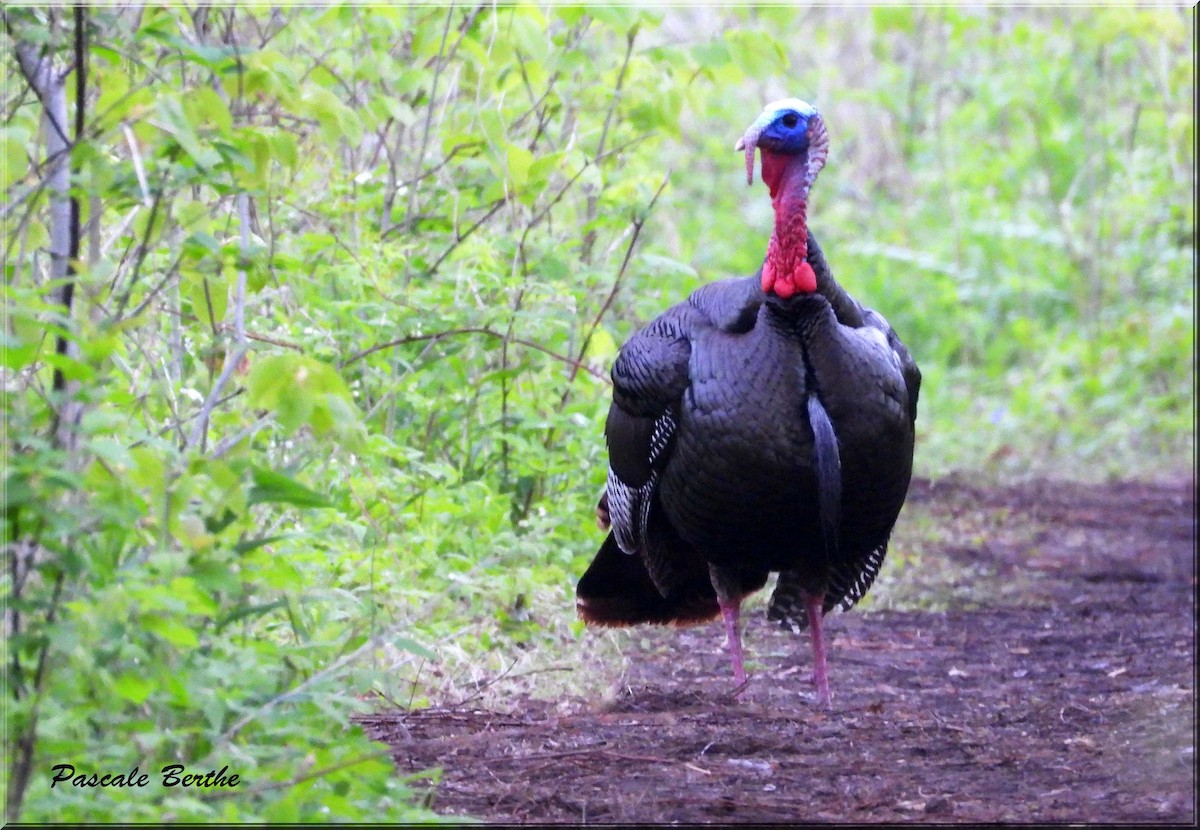 Yabani Hindi - ML646755783