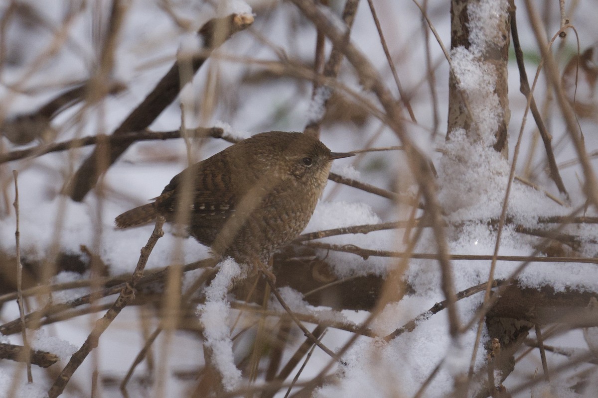 Winter Wren - ML646755785