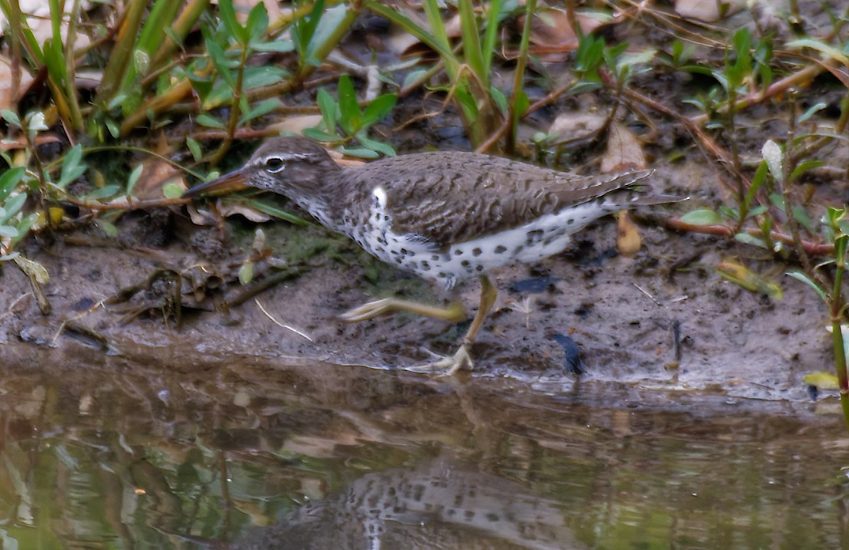 アメリカイソシギ - ML646755787