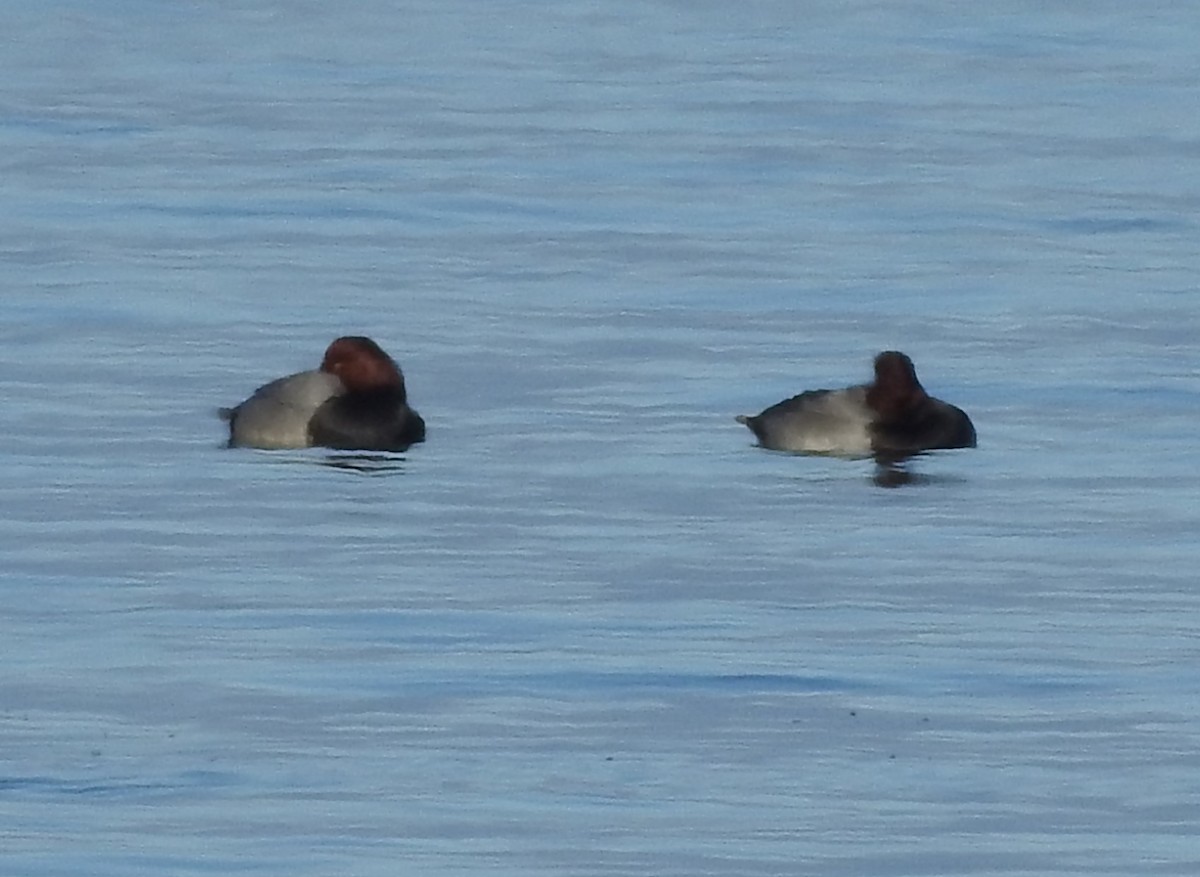 צולל אמריקני - ML646755789