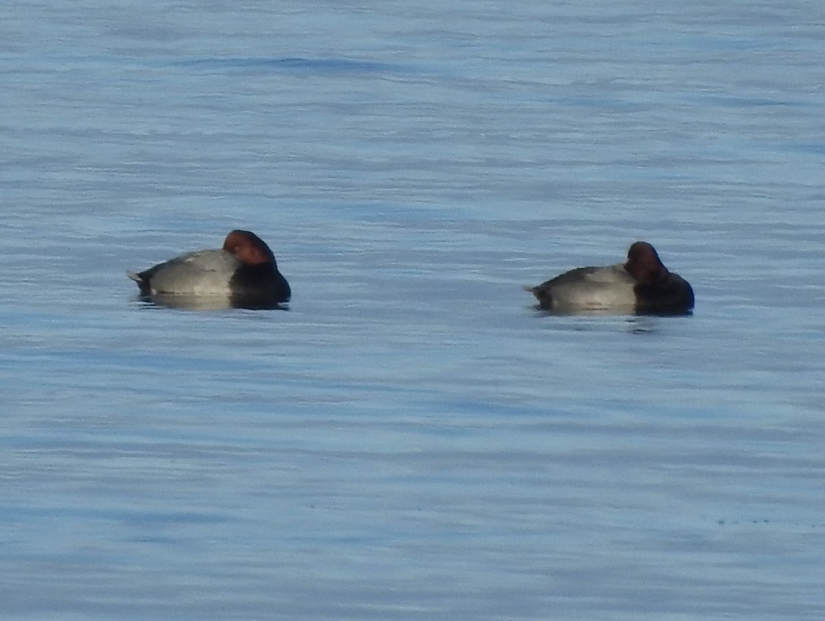 צולל אמריקני - ML646755791