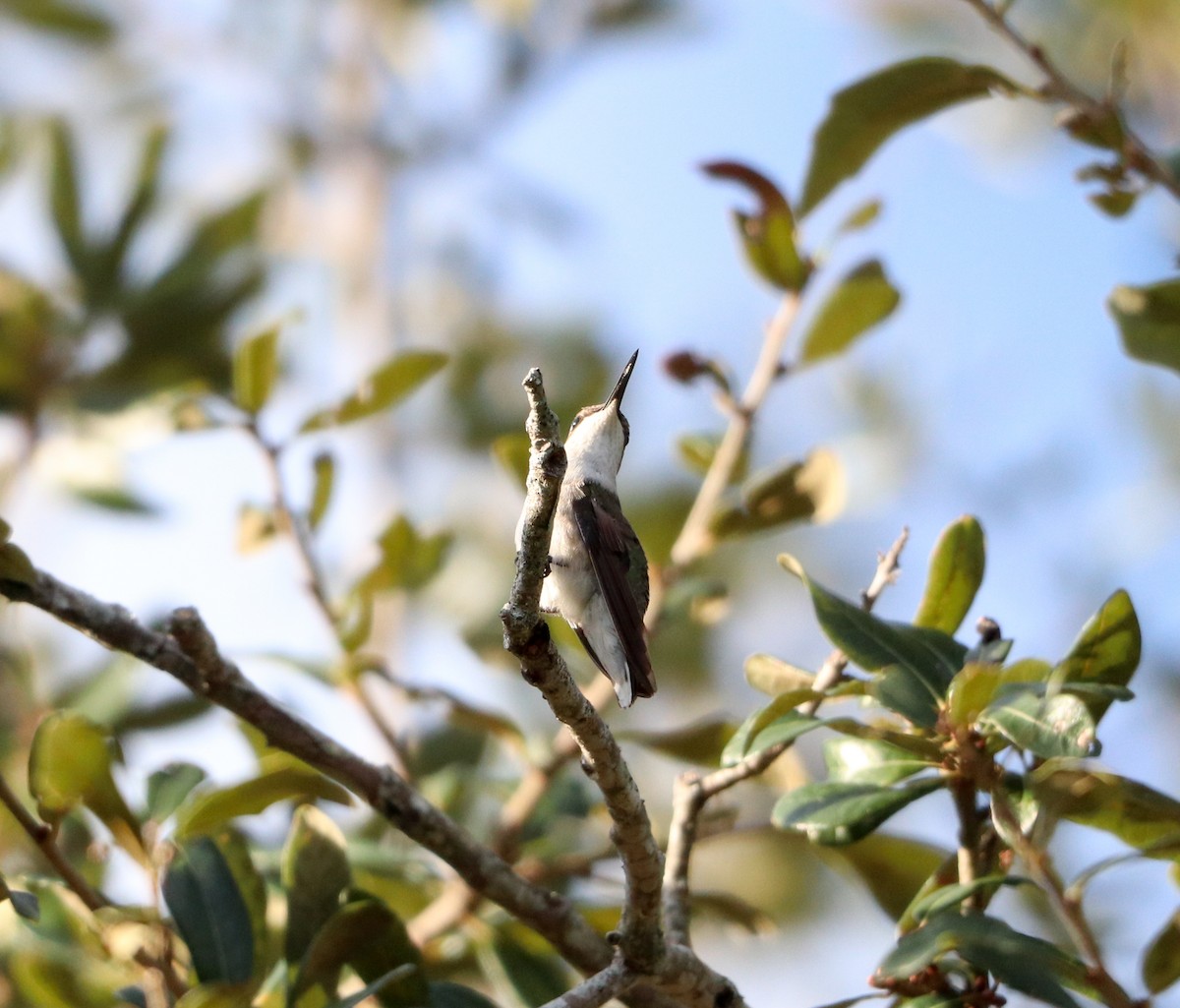 Colibri à gorge rubis - ML646755795