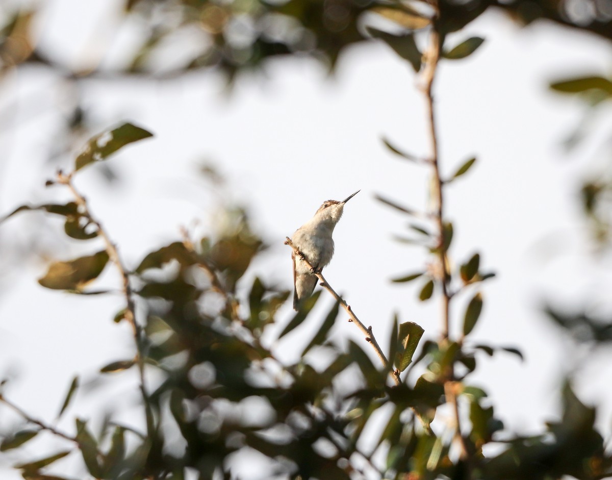 Colibri à gorge rubis - ML646755796