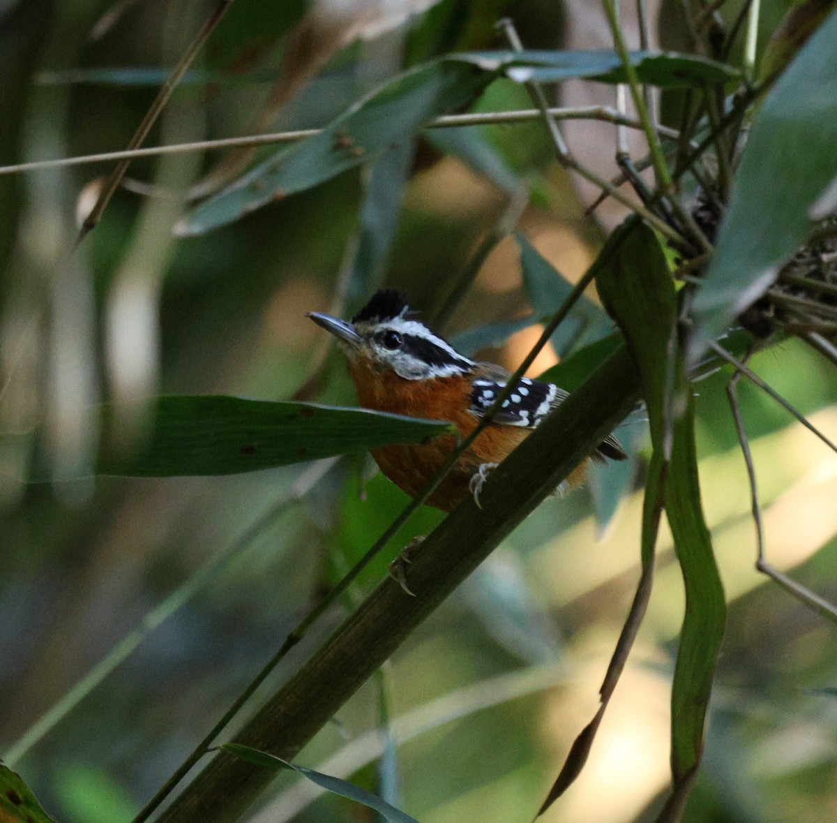 Bertoni's Antbird - ML646755797