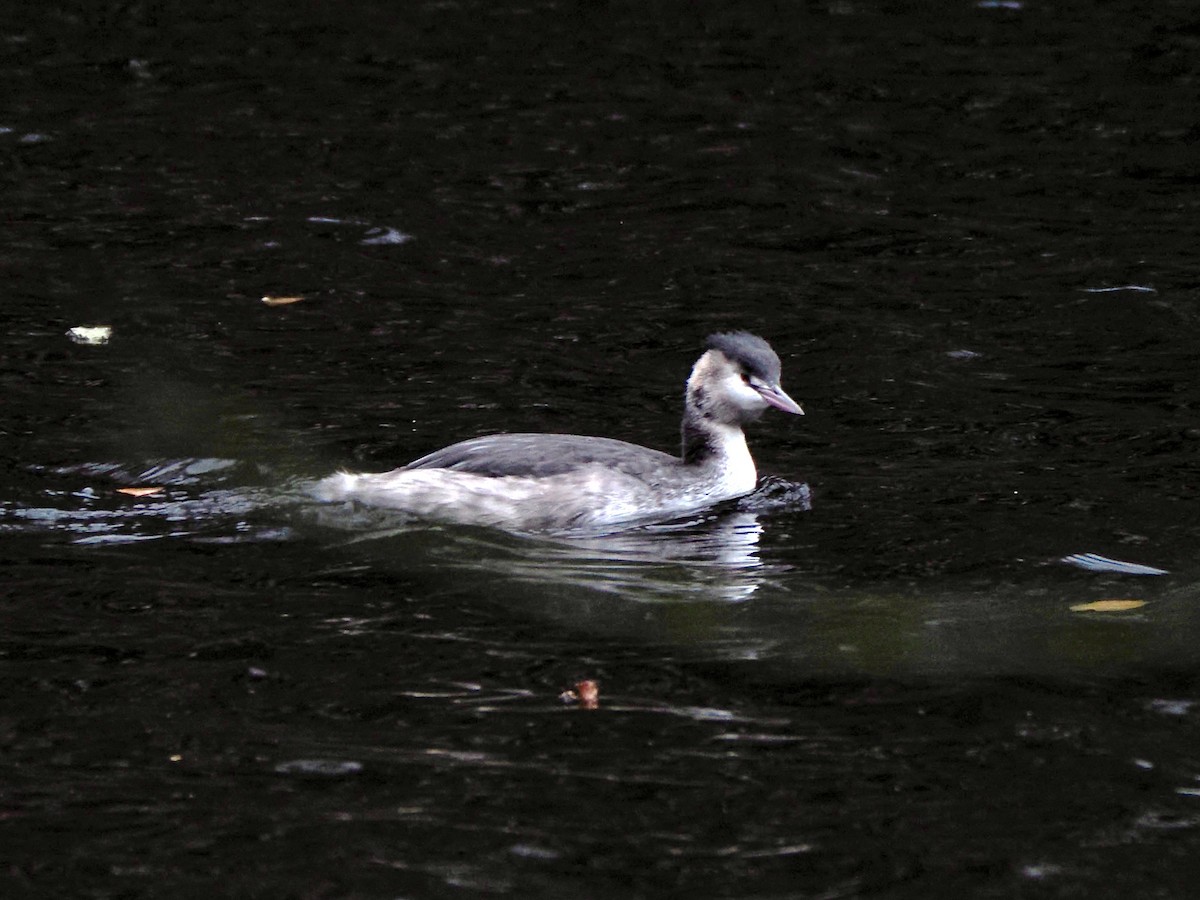 Grèbe huppé - ML646755798