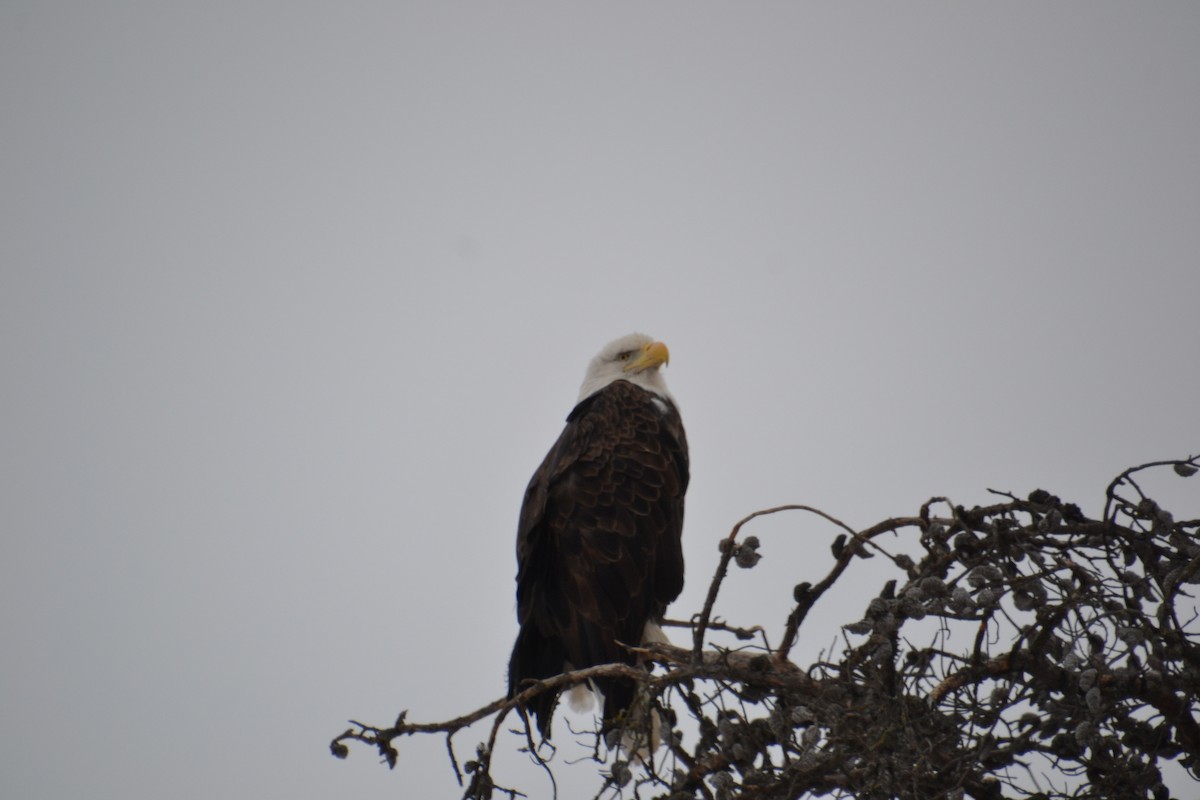 Bald Eagle - ML646755800