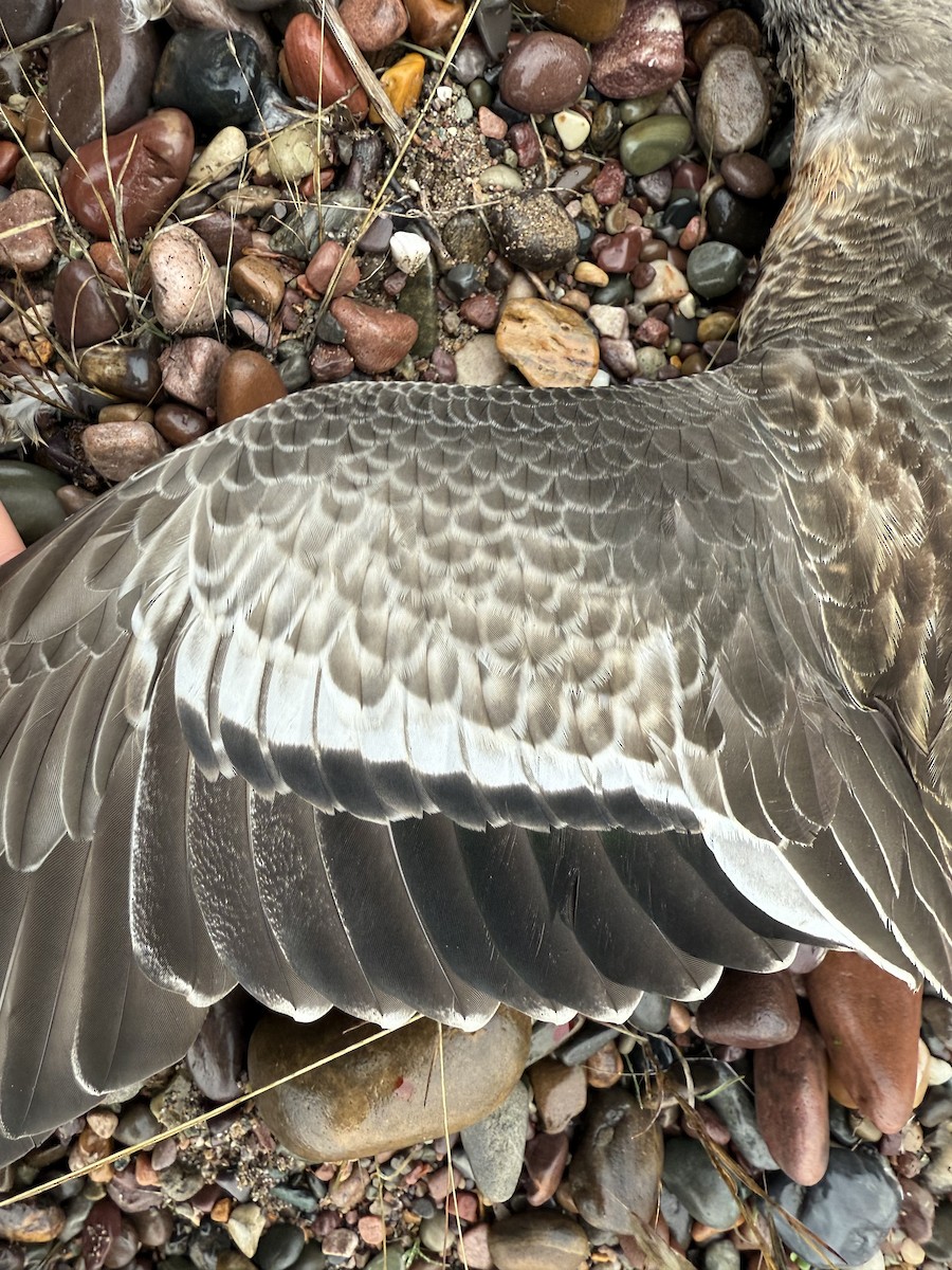 American Wigeon - ML646755803