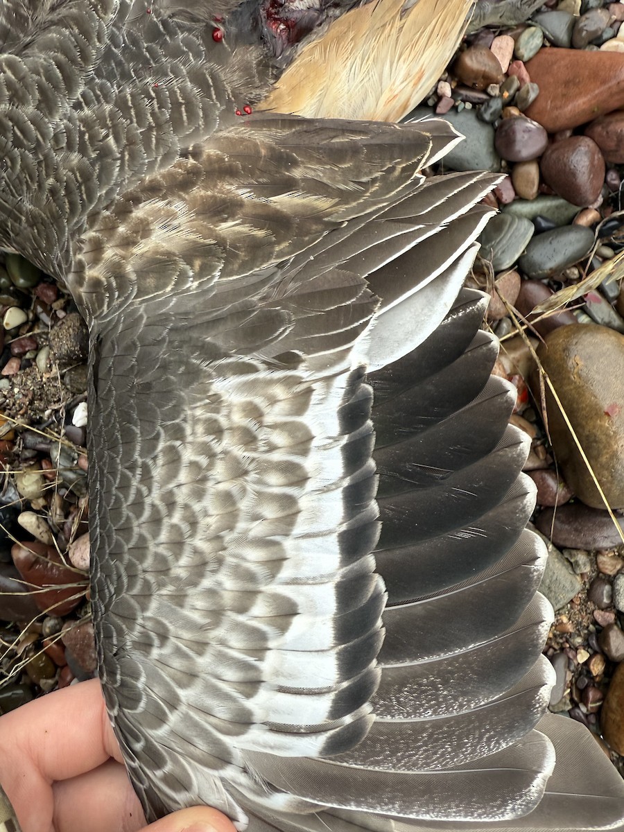 American Wigeon - ML646755804