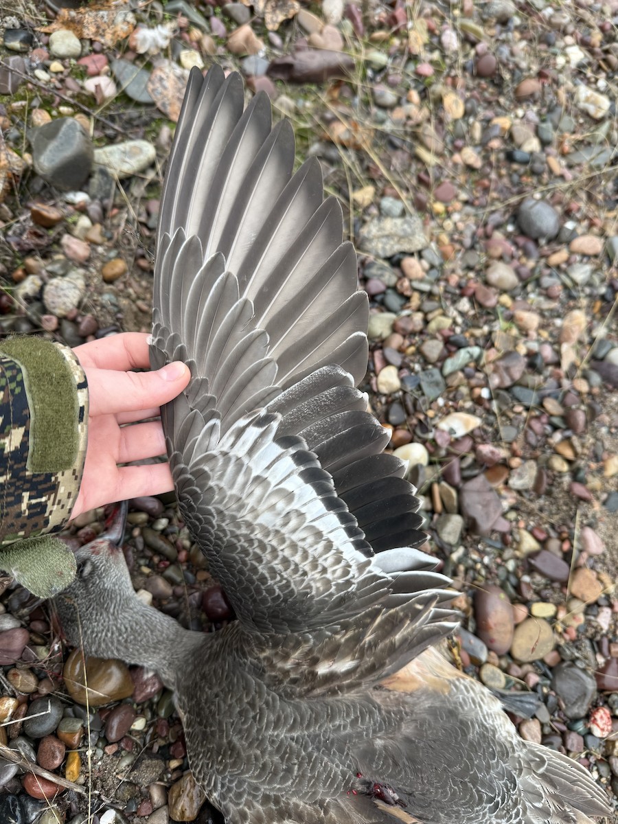 American Wigeon - ML646755805