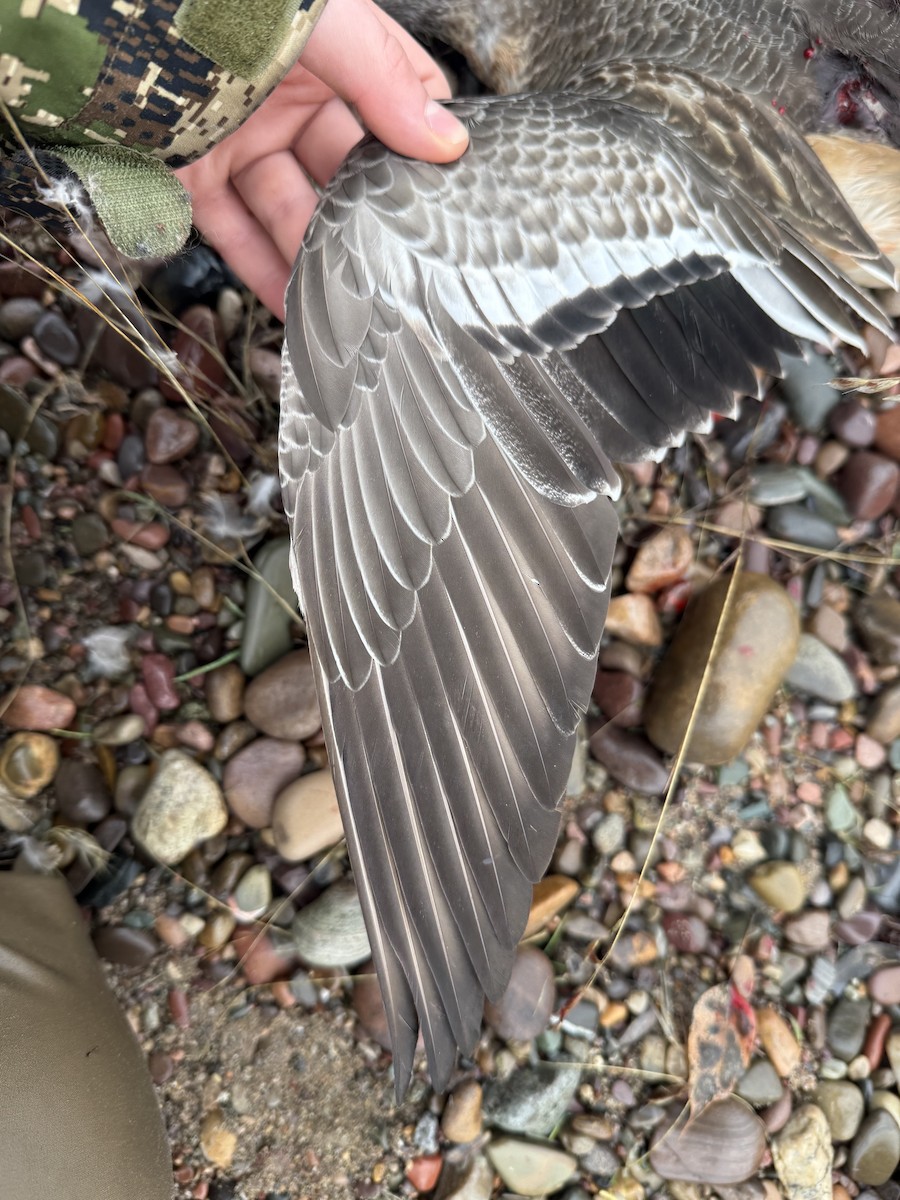 American Wigeon - ML646755806