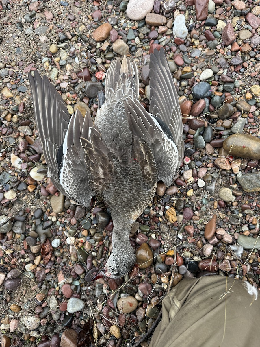American Wigeon - ML646755807