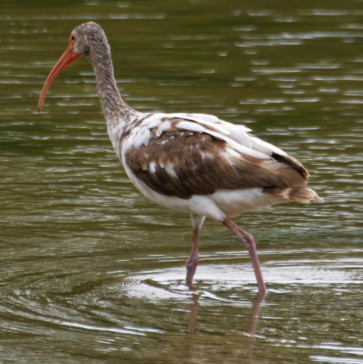 シロトキ - ML646755808