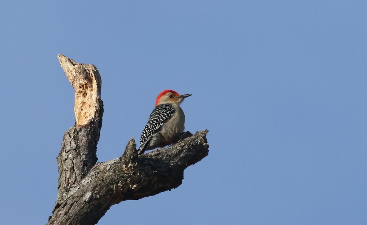 シマセゲラ - ML646755810