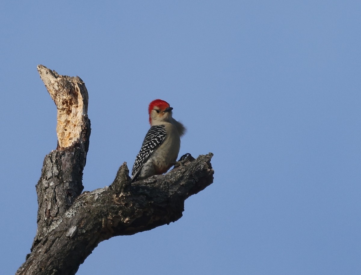 シマセゲラ - ML646755811