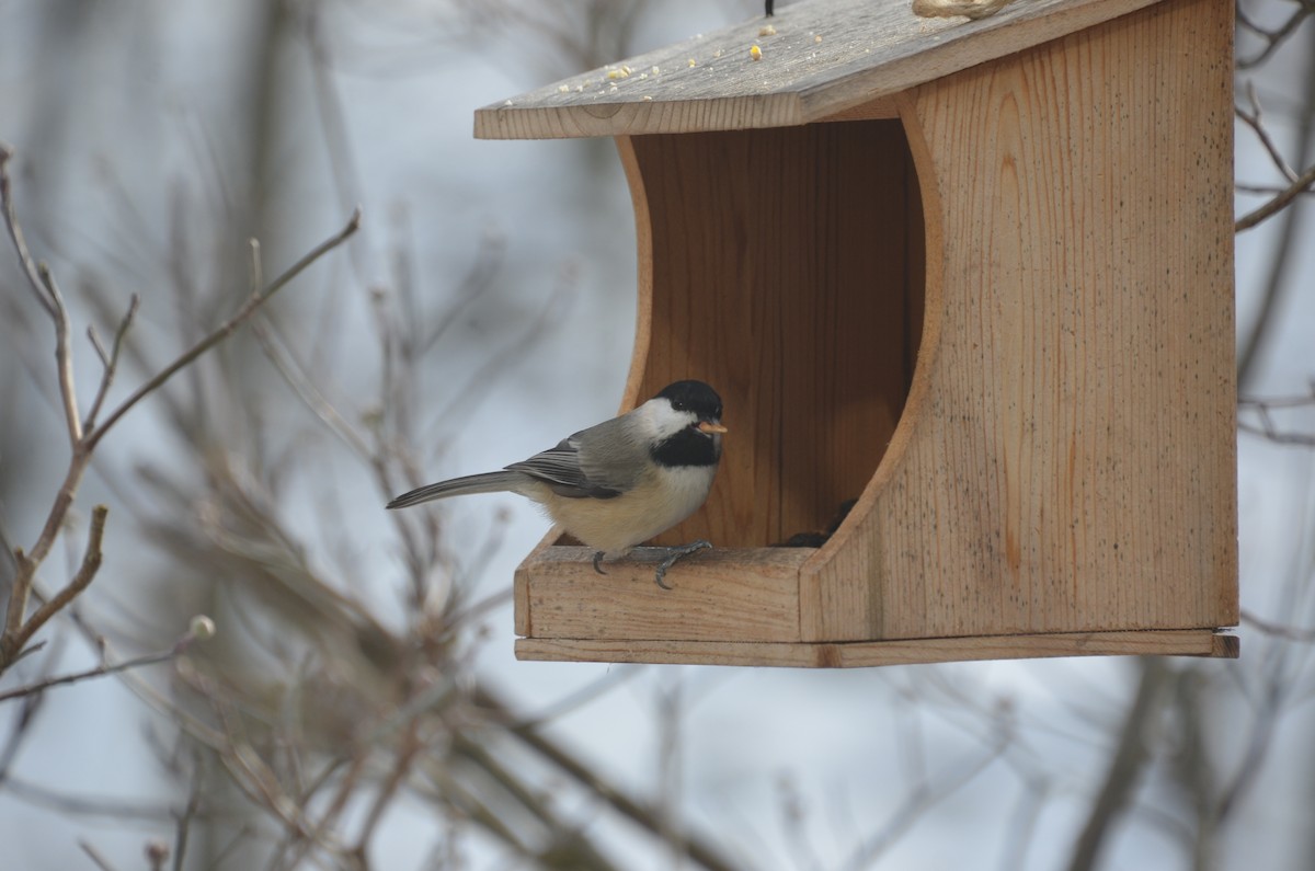 Гаїчка світлокрила - ML646755812