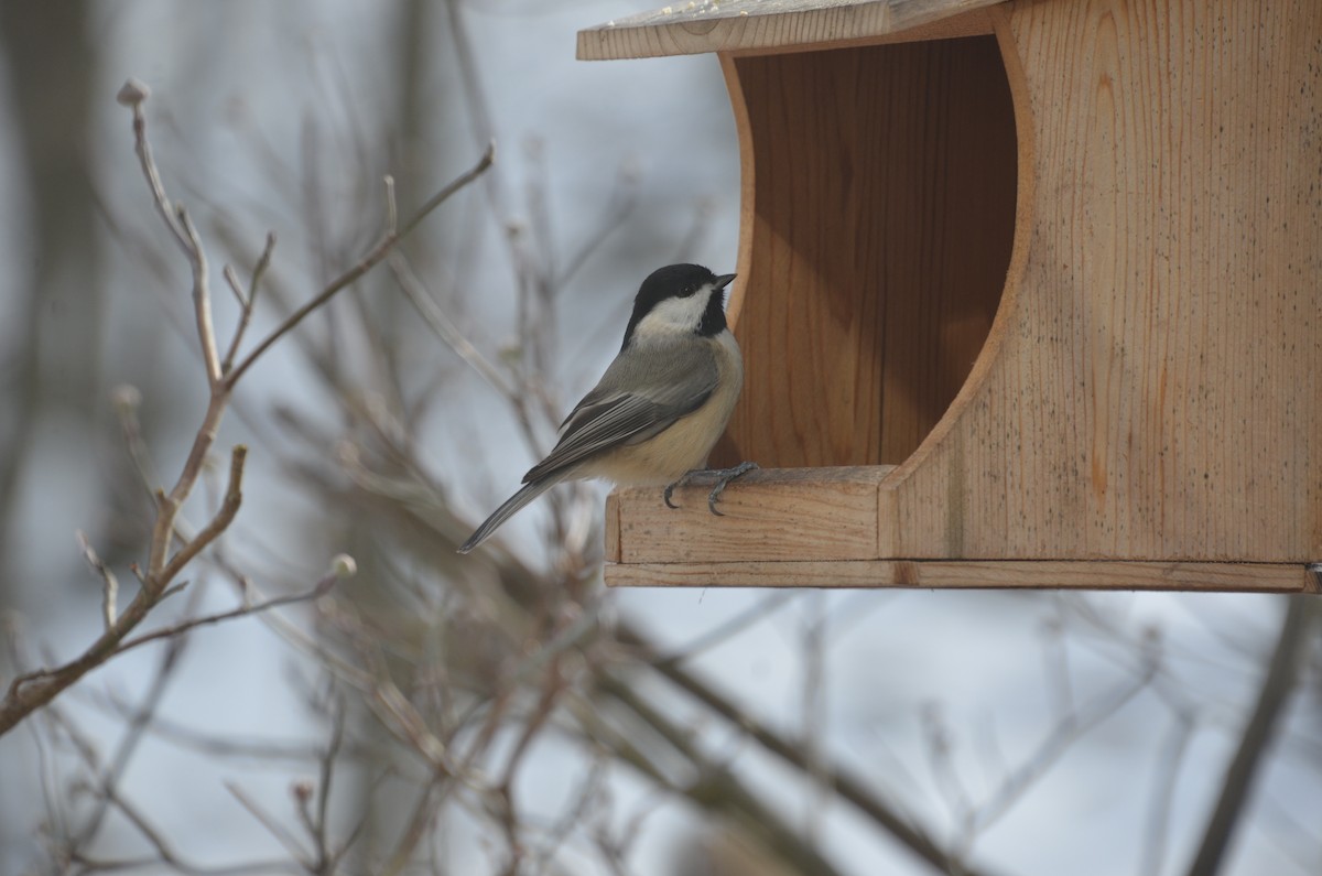 Гаїчка світлокрила - ML646755813