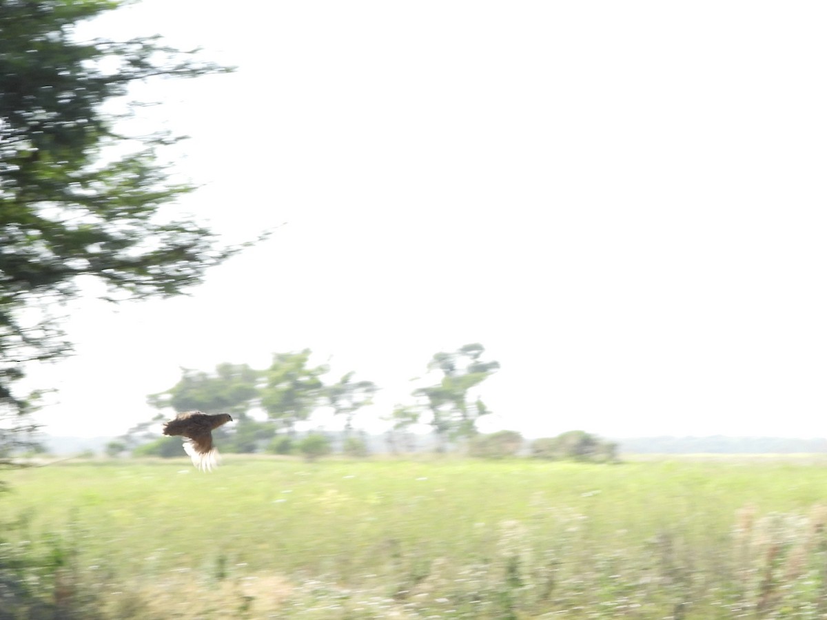 Brown Quail - ML646755814