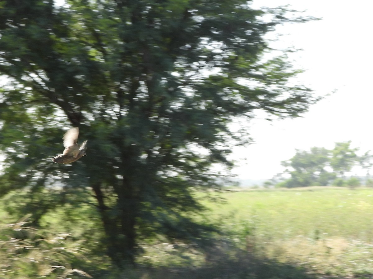 Brown Quail - ML646755815