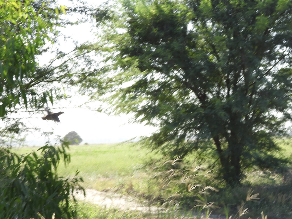 Brown Quail - ML646755816