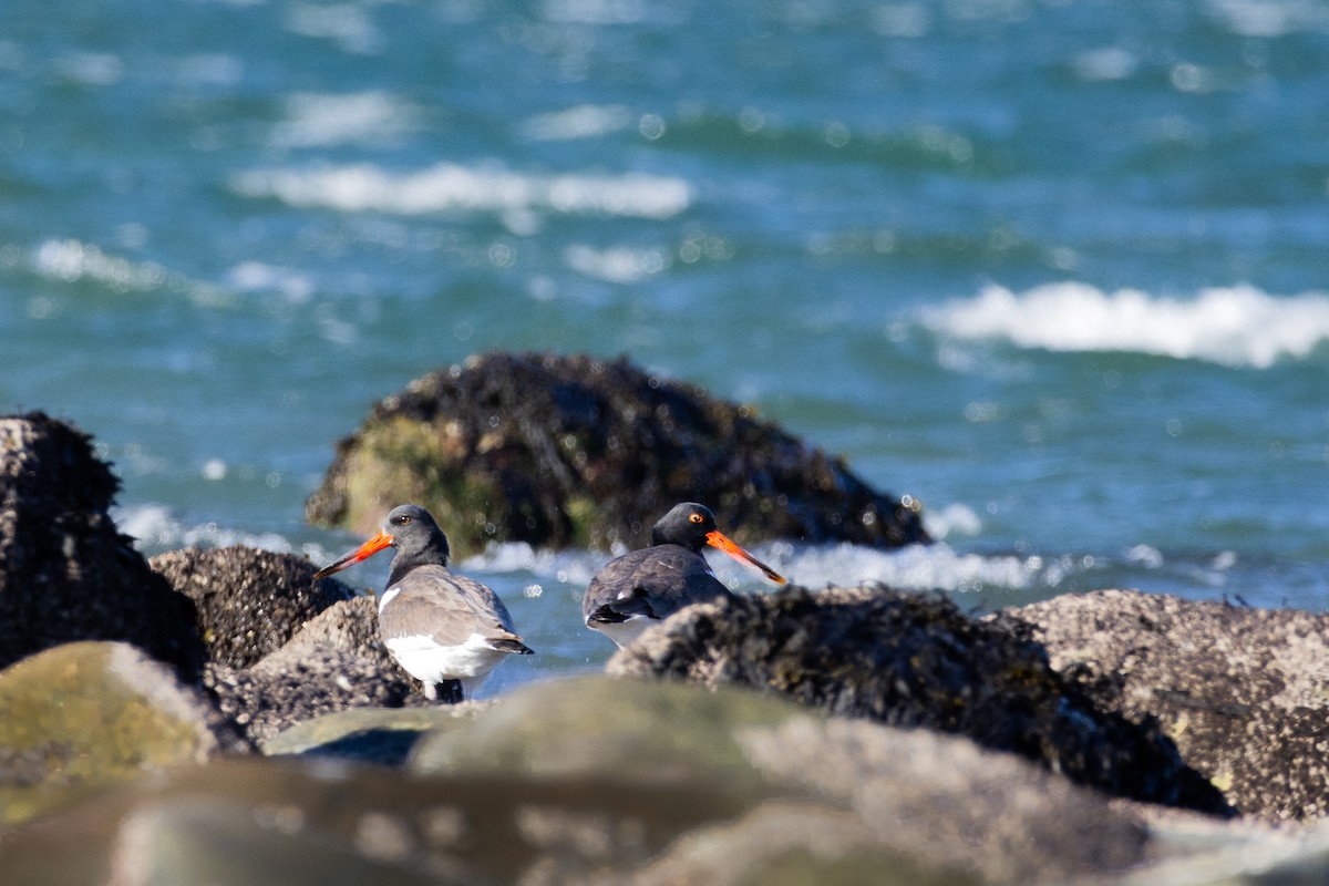 American Oystercatcher - ML646755817