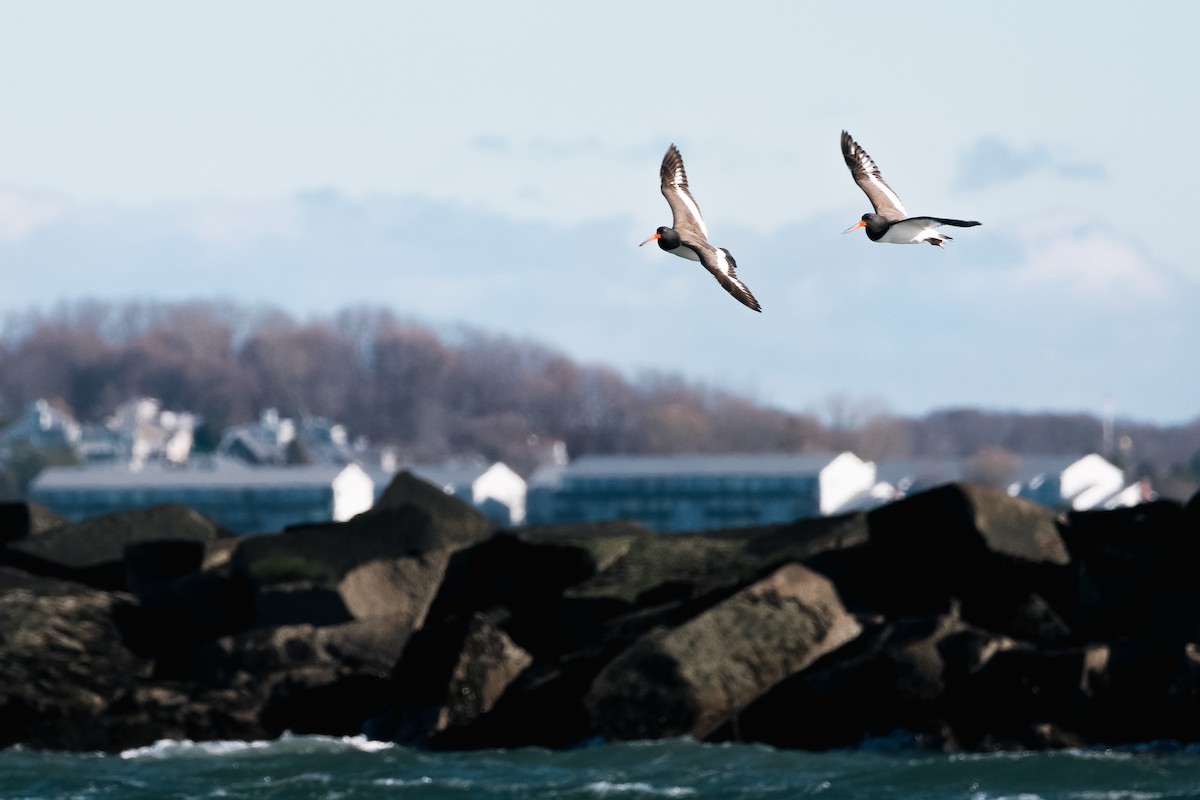 American Oystercatcher - ML646755818
