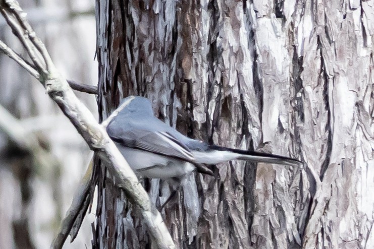 Комароловка сиза - ML646755819