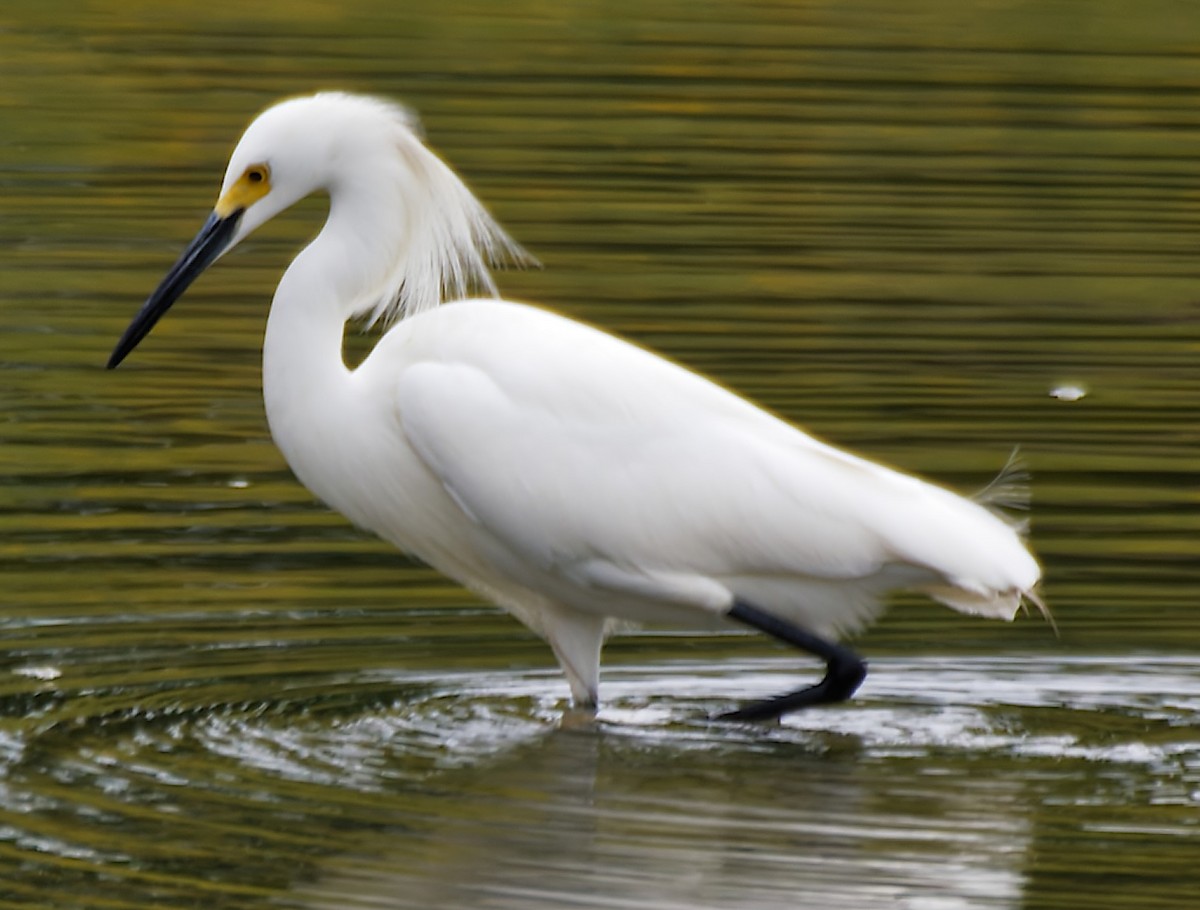 ユキコサギ - ML646755824