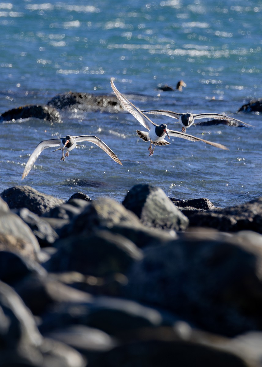 American Oystercatcher - ML646755828