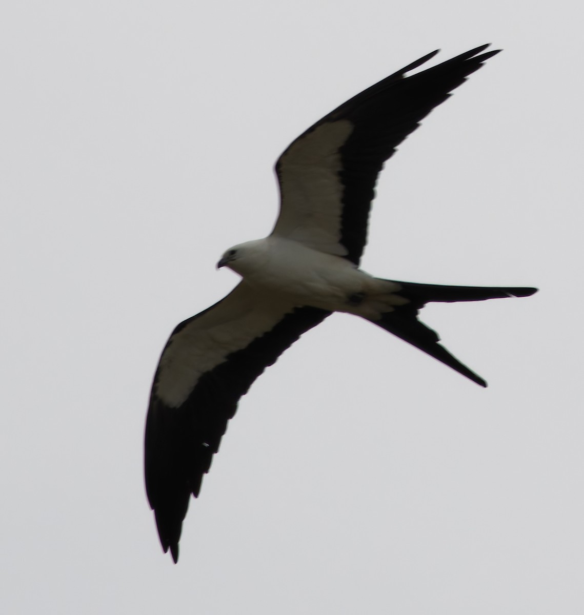 ツバメトビ - ML646755835