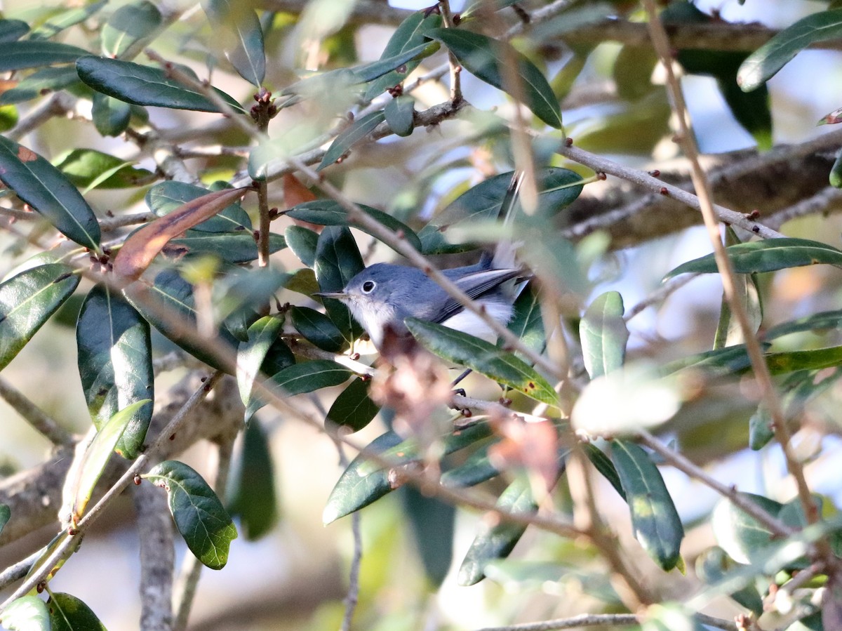 Комароловка сиза - ML646755836