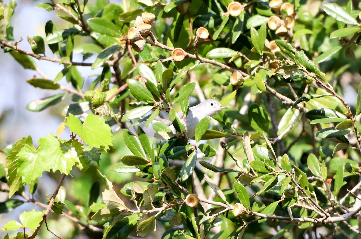 Комароловка сиза - ML646755837