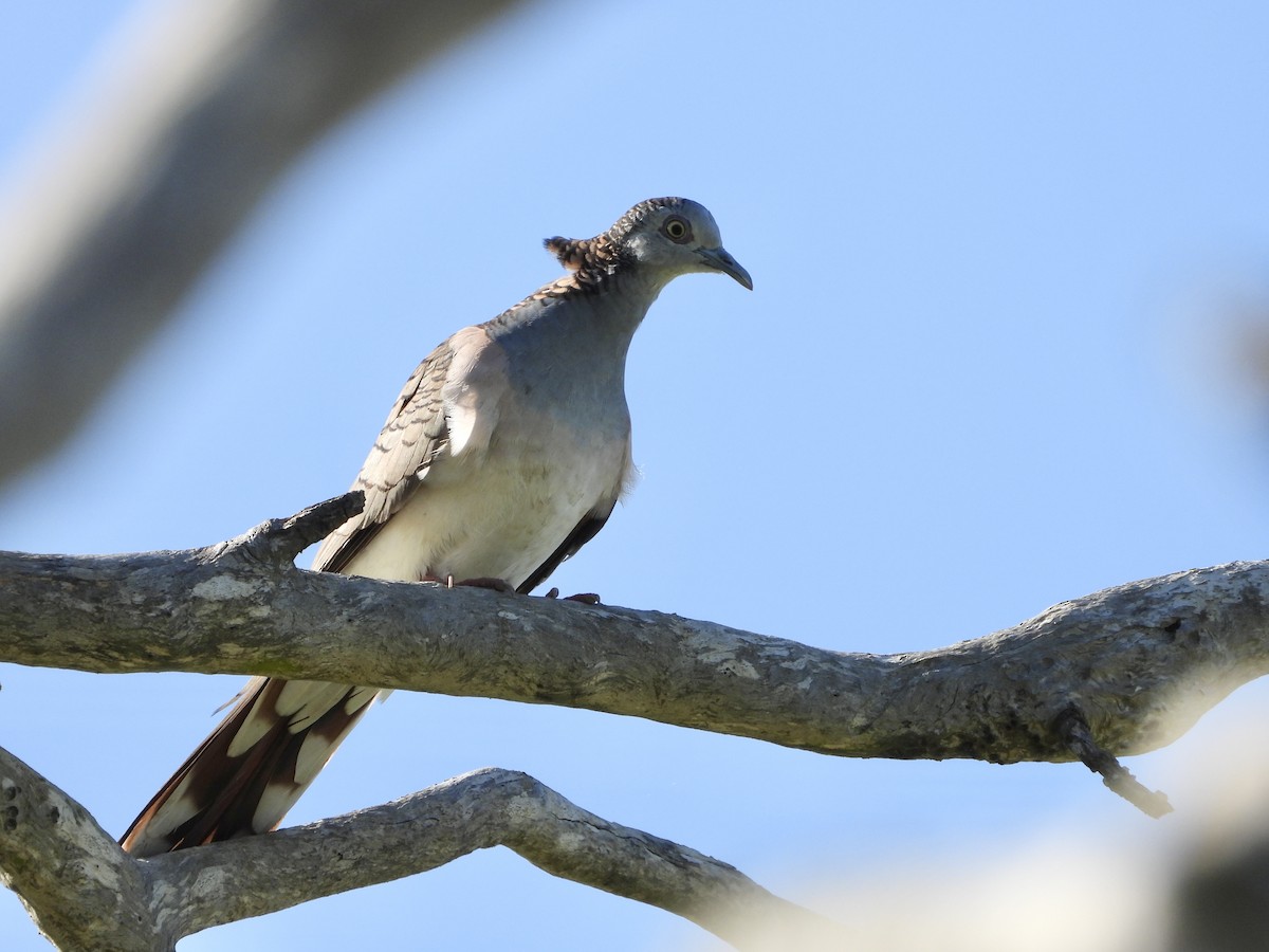 Bar-shouldered Dove - ML646755850