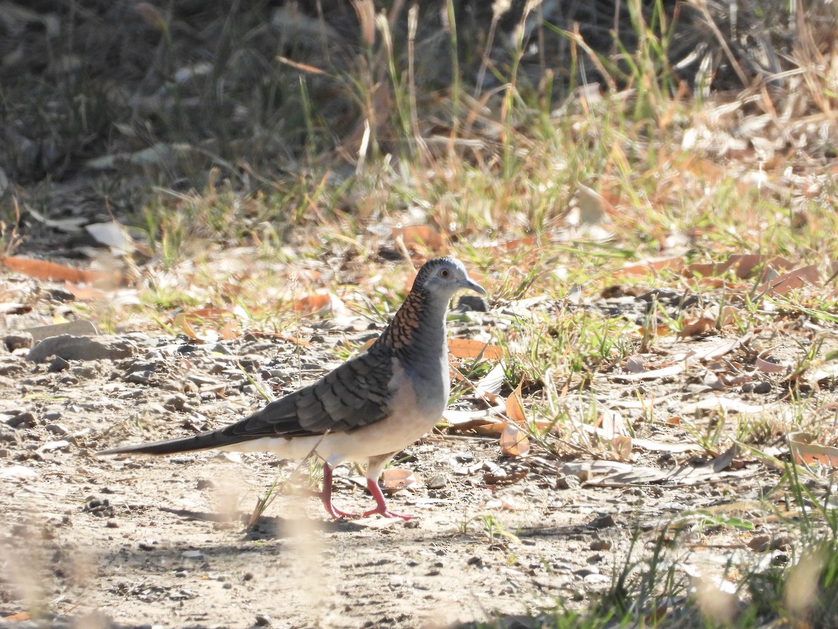 Bar-shouldered Dove - ML646755851
