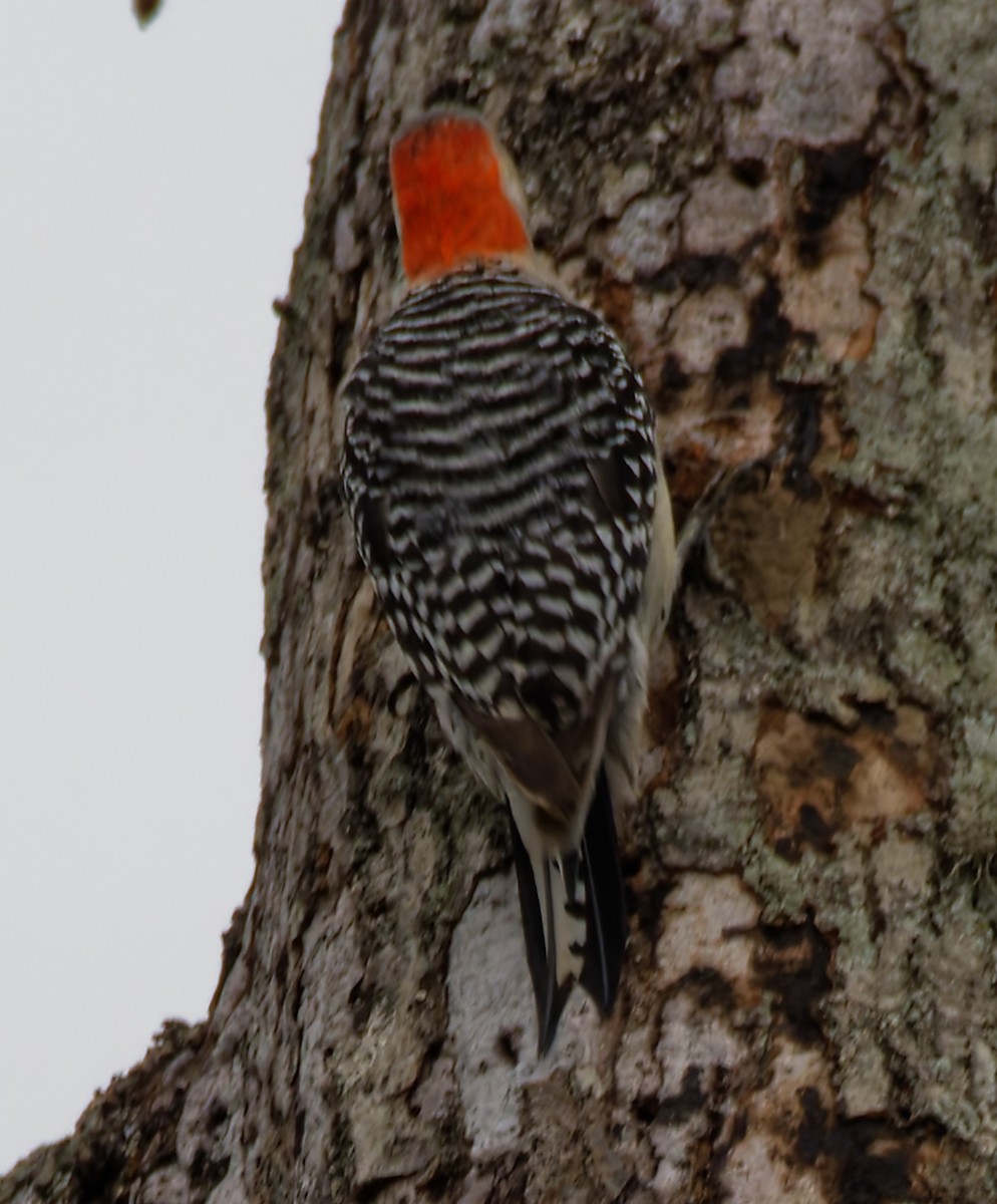 シマセゲラ - ML646755856