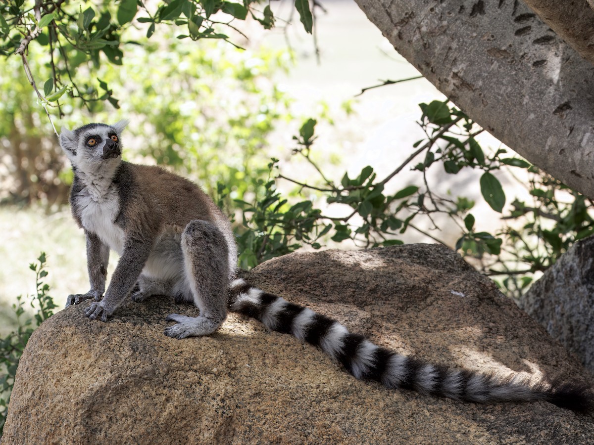 Mammals - ML646755857