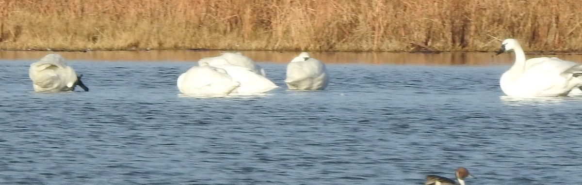 dvergsvane - ML646755858