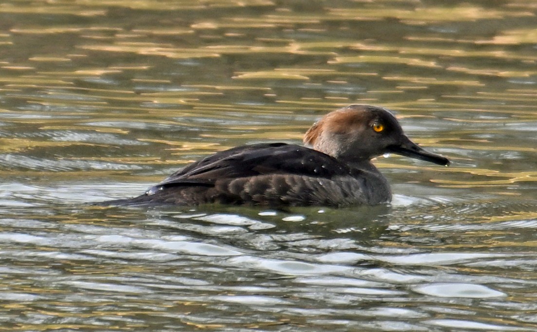 Harle couronné - ML646755862